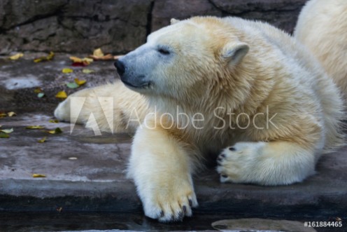 Picture of Polar bear